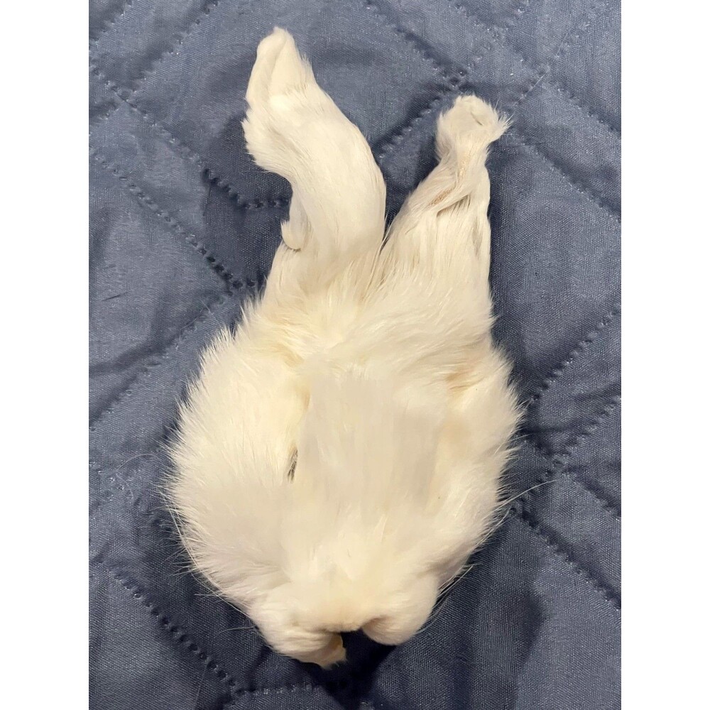 Genuine White Rabbit Face Cream Pelt Real Fur Taxidermy Oddities Curios Craft